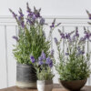 Lavender in Charcoal Grey Pot