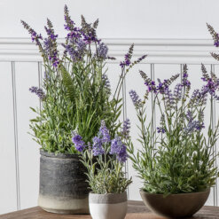 Lavender in Charcoal Grey Pot