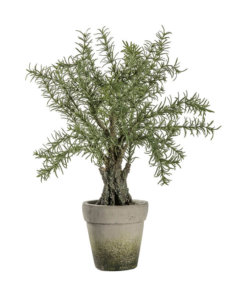 Potted Rosemary Tree