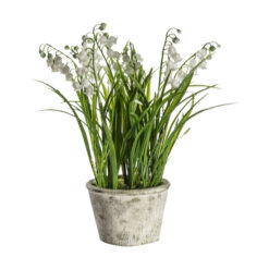 Potted Lily of the Valley Small