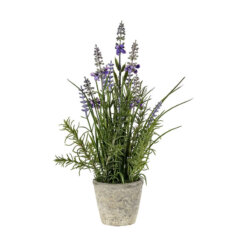 Lavender Classic with Cement Pot Small