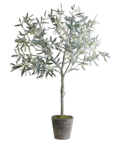 Large Fleur Olive Tree